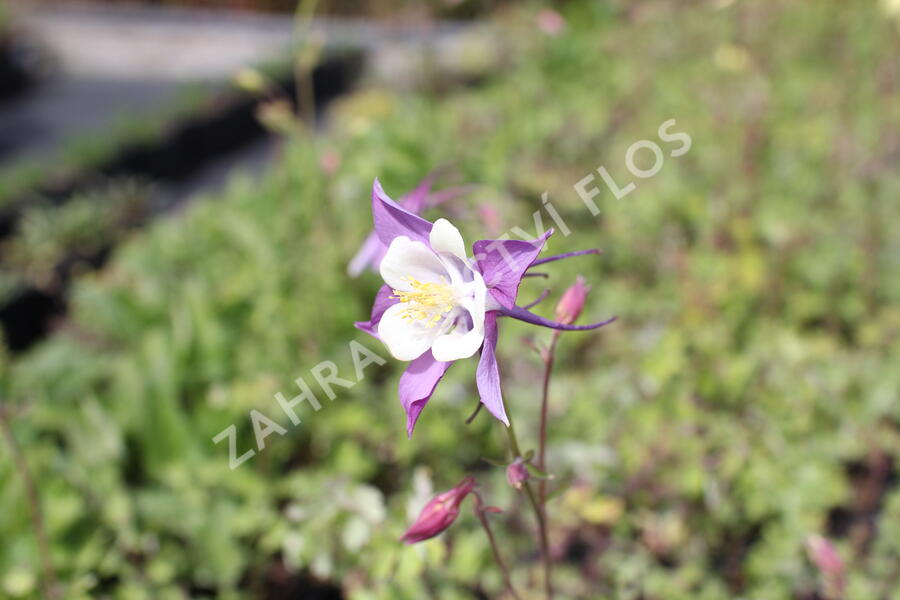 Orlíček 'McKana Hybrids' - Aquilegia caerulea 'McKana Hybrids'