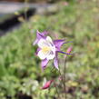 Orlíček 'McKana Hybrids' - Aquilegia caerulea 'McKana Hybrids'