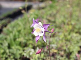 Orlíček 'McKana Hybrids' - Aquilegia caerulea 'McKana Hybrids'