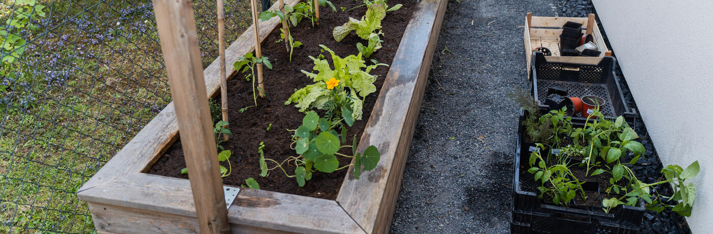 Mini videokurz zelenina