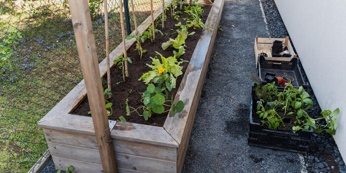 Mini videokurz zelenina