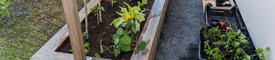 Mini videokurz zelenina