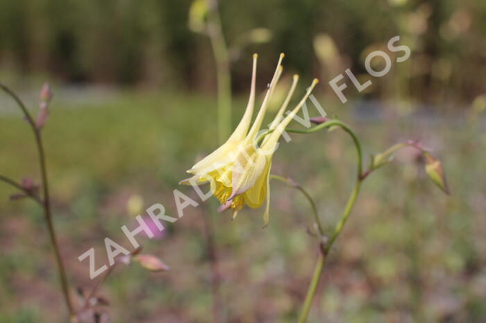 Orlíček 'Maxi' - Aquilegia caerulea 'Maxi'