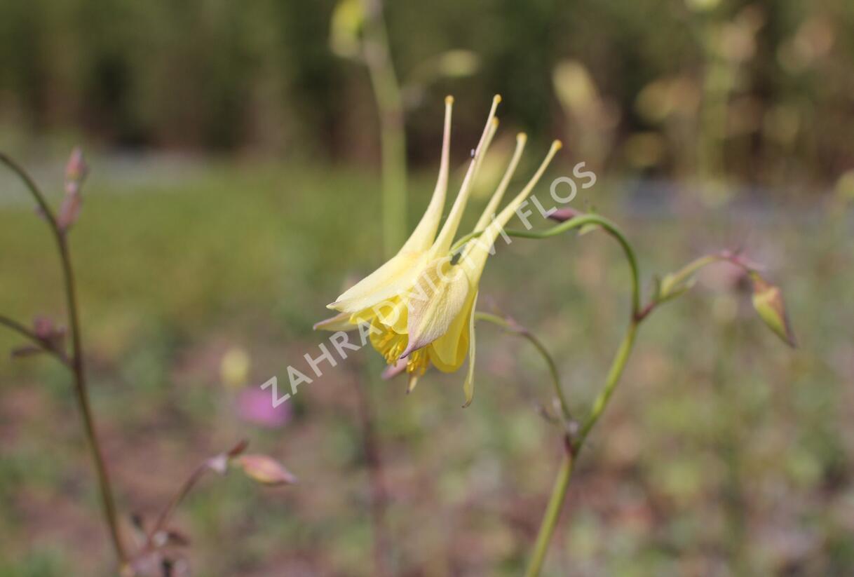 Orlíček 'Maxi' - Aquilegia caerulea 'Maxi'