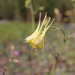 Orlíček 'Maxi' - Aquilegia caerulea 'Maxi'