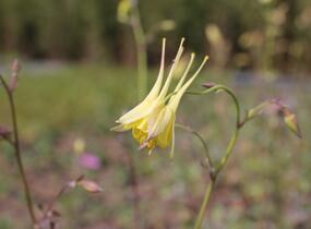 Orlíček 'Maxi' - Aquilegia caerulea 'Maxi'