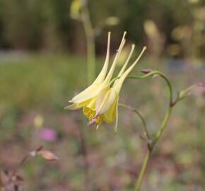 Orlíček 'Maxi' - Aquilegia caerulea 'Maxi'