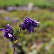 Orlíček 'Biedermeier' - Aquilegia caerulea 'Biedermeier'