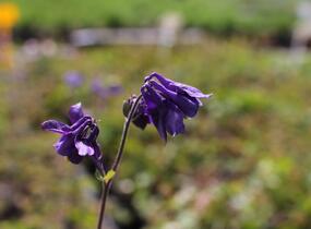 Orlíček 'Biedermeier' - Aquilegia caerulea 'Biedermeier'