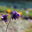 Orlíček 'Biedermeier' - Aquilegia caerulea 'Biedermeier'
