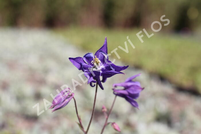 Orlíček 'Biedermeier' - Aquilegia caerulea 'Biedermeier'