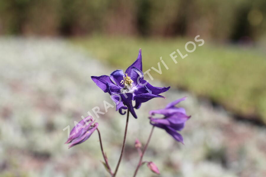 Orlíček 'Biedermeier' - Aquilegia caerulea 'Biedermeier'