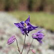 Orlíček 'Biedermeier' - Aquilegia caerulea 'Biedermeier'