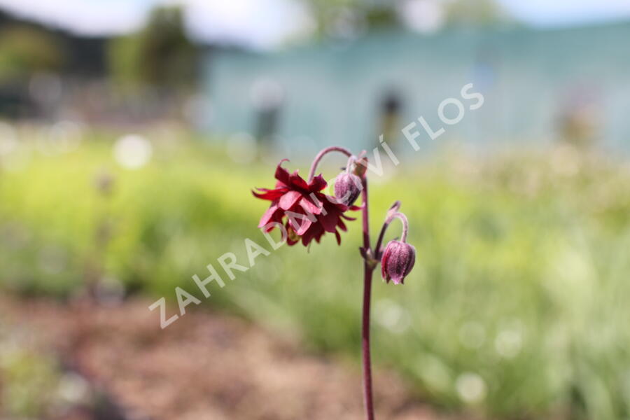Orlíček obecný 'Ruby Port' - Aquilegia vulgaris v.stellata plena 'Ruby Port'