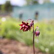 Orlíček obecný 'Ruby Port' - Aquilegia vulgaris v.stellata plena 'Ruby Port'