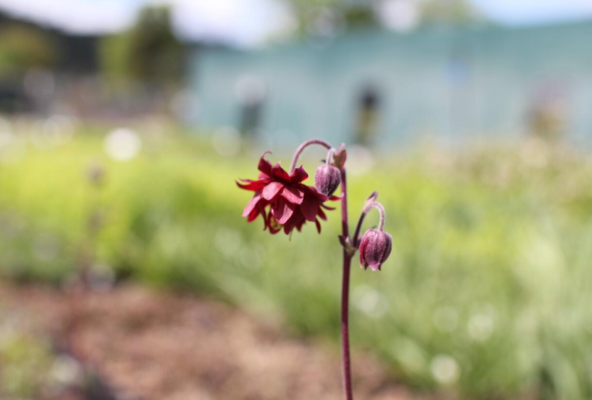 Orlíček obecný 'Ruby Port' - Aquilegia vulgaris v.stellata plena 'Ruby Port'