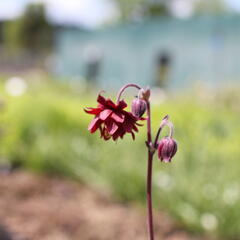 Orlíček obecný 'Ruby Port' - Aquilegia vulgaris v.stellata plena 'Ruby Port'