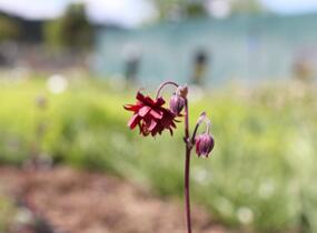 Orlíček obecný 'Ruby Port' - Aquilegia vulgaris v.stellata plena 'Ruby Port'