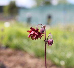 Orlíček obecný 'Ruby Port' - Aquilegia vulgaris v.stellata plena 'Ruby Port'