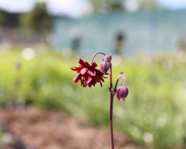 Orlíček obecný 'Ruby Port'