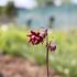 Aquilegia vulgaris v.stellata plena 'Ruby Port'.JPG
