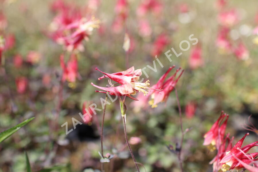 Orlíček kanadský 'Little Lanterns' - Aquilegia canadensis 'Little Lanterns'