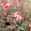 Orlíček kanadský 'Little Lanterns' - Aquilegia canadensis 'Little Lanterns'