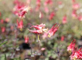 Orlíček kanadský 'Little Lanterns' - Aquilegia canadensis 'Little Lanterns'