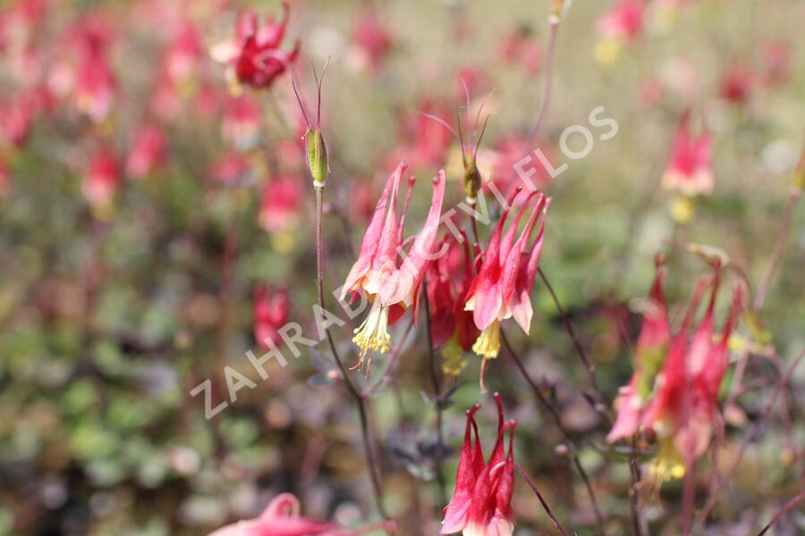Orlíček kanadský 'Little Lanterns' - Aquilegia canadensis 'Little Lanterns'