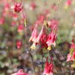 Orlíček kanadský 'Little Lanterns' - Aquilegia canadensis 'Little Lanterns'