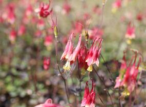 Orlíček kanadský 'Little Lanterns' - Aquilegia canadensis 'Little Lanterns'