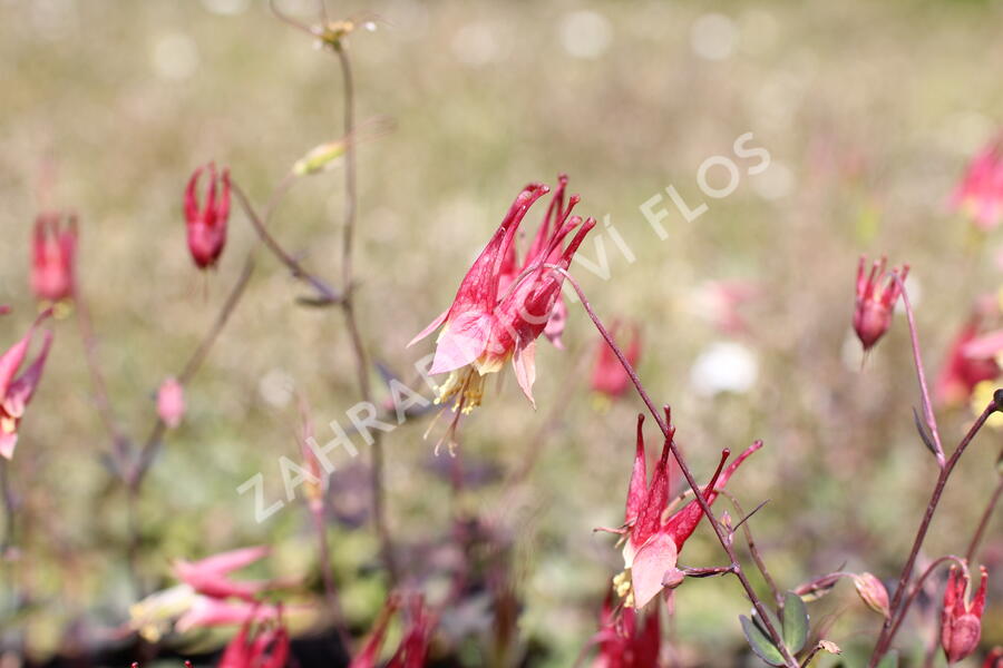 Orlíček kanadský 'Little Lanterns' - Aquilegia canadensis 'Little Lanterns'