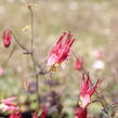 Orlíček kanadský 'Little Lanterns' - Aquilegia canadensis 'Little Lanterns'
