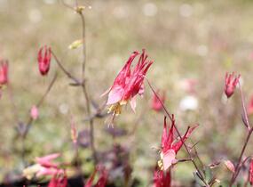 Orlíček kanadský 'Little Lanterns' - Aquilegia canadensis 'Little Lanterns'