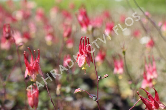 Orlíček kanadský 'Little Lanterns' - Aquilegia canadensis 'Little Lanterns'