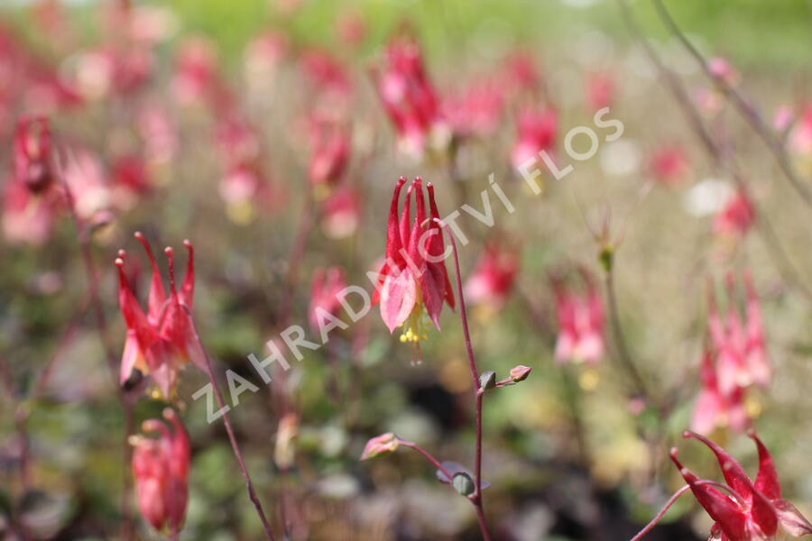 Orlíček kanadský 'Little Lanterns' - Aquilegia canadensis 'Little Lanterns'