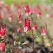 Orlíček kanadský 'Little Lanterns' - Aquilegia canadensis 'Little Lanterns'