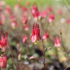 Orlíček kanadský 'Little Lanterns' - Aquilegia canadensis 'Little Lanterns'
