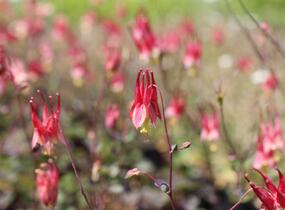 Orlíček kanadský 'Little Lanterns' - Aquilegia canadensis 'Little Lanterns'