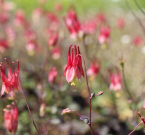 Orlíček kanadský 'Little Lanterns' - Aquilegia canadensis 'Little Lanterns'