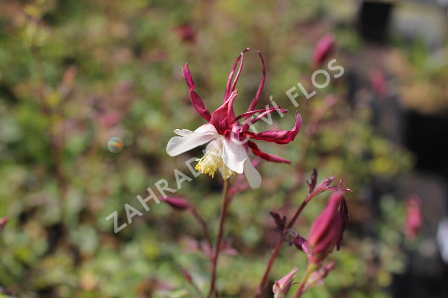 Orlíček 'Rotstern' - Aquilegia caerulea 'Rotstern'