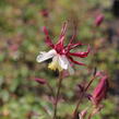 Orlíček 'Rotstern' - Aquilegia caerulea 'Rotstern'