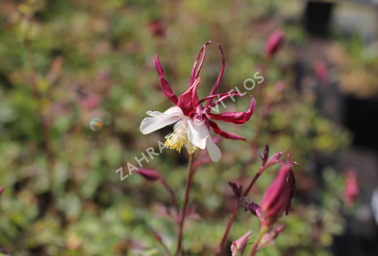 Orlíček 'Rotstern' - Aquilegia caerulea 'Rotstern'