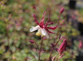Orlíček 'Rotstern' - Aquilegia caerulea 'Rotstern'