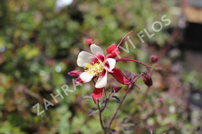 Orlíček 'Rotstern' - Aquilegia caerulea 'Rotstern'