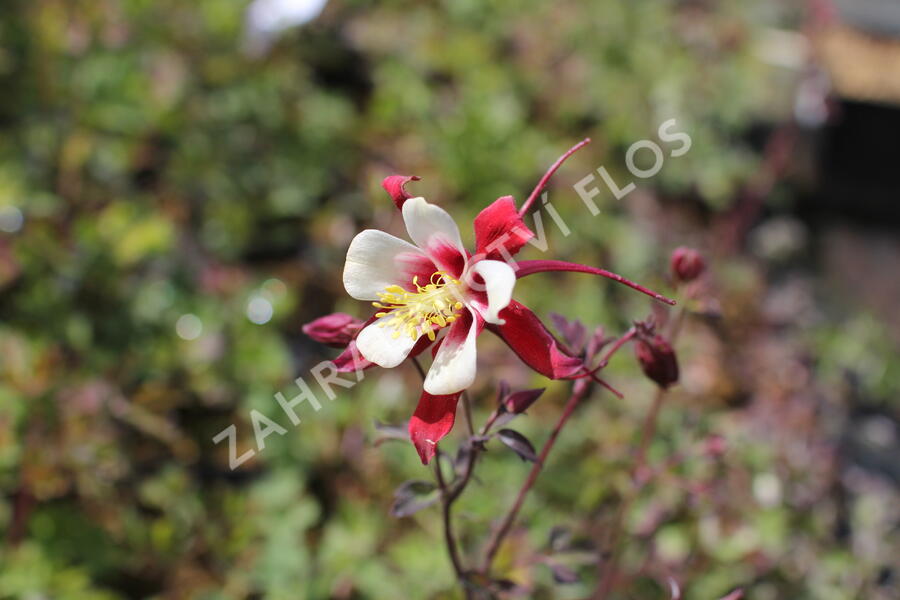 Orlíček 'Rotstern' - Aquilegia caerulea 'Rotstern'