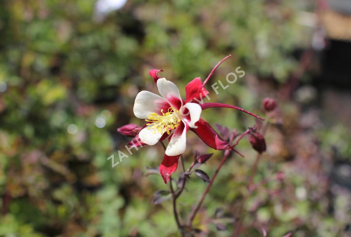 Orlíček 'Rotstern' - Aquilegia caerulea 'Rotstern'
