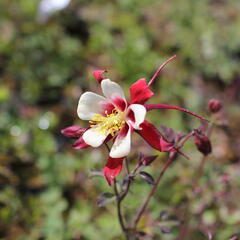 Orlíček 'Rotstern' - Aquilegia caerulea 'Rotstern'