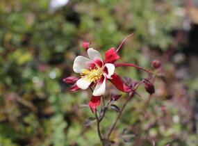 Orlíček 'Rotstern' - Aquilegia caerulea 'Rotstern'