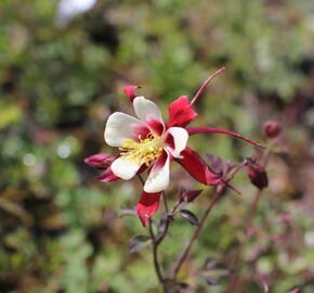 Orlíček 'Rotstern' - Aquilegia caerulea 'Rotstern'